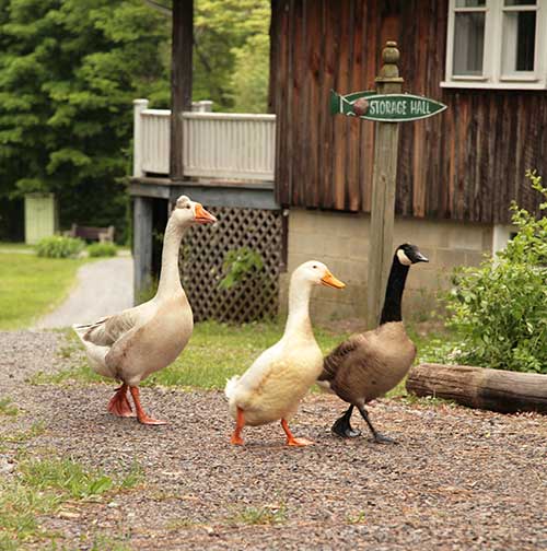 Family Reunion Vacations & Farm Activities in McClure PA Mountain